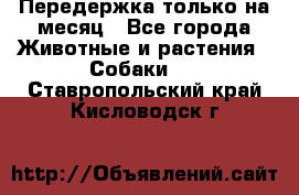 Передержка только на месяц - Все города Животные и растения » Собаки   . Ставропольский край,Кисловодск г.